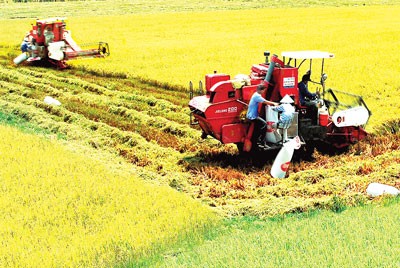 Farmers harvest rice on a large scale paddy field in the Mekong Delta (Photo: SGGP) Farmers harvest rice on a large scale paddy field in the Mekong Delta (Photo: SGGP)